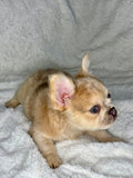 Winnie
